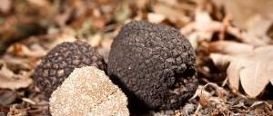 Tesserino di idoneita per la raccolta del tartufo 