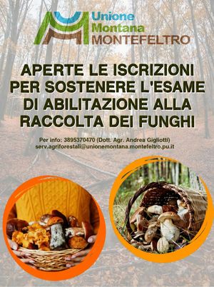 FOTO FUNGHI
