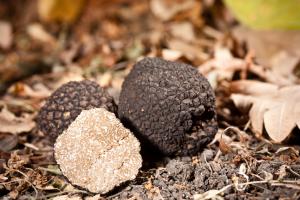 Tesserino di idoneita per la raccolta del tartufo 